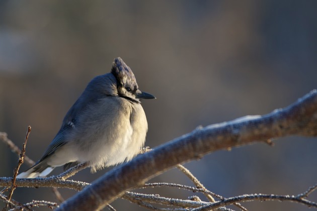 A picture of a jay.