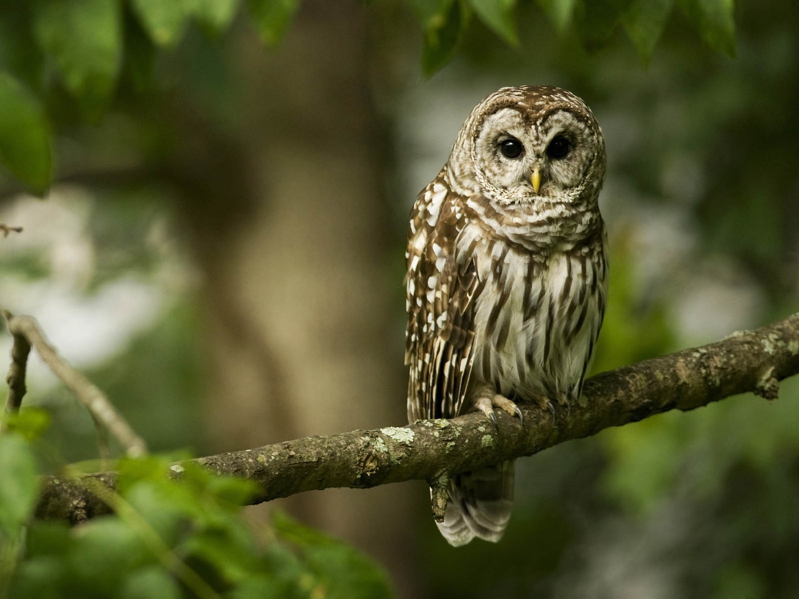 A picture of an owl.